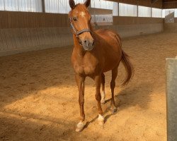 dressage horse Heuberg's Befania (New Forest Pony, 2007, from Sakolei Imagic)