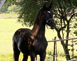 dressage horse Sacre Coeur (German Sport Horse, 2023, from Sezuan's Donnerhall)