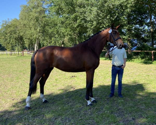 broodmare Vita 36 (Hanoverian, 2019, from Vitalis)