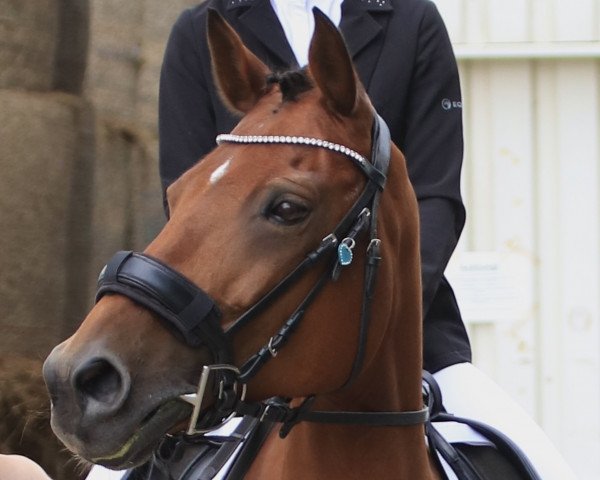 Pferd Caletta (Kleines deutsches Reitpferd, 2006, von Night-Cup)