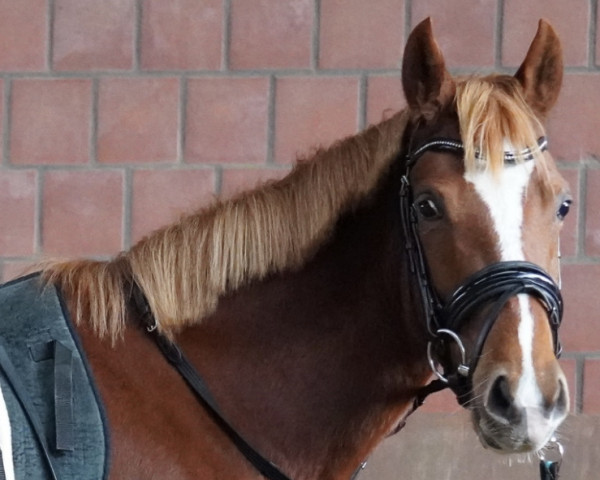 broodmare Schierensees Fire and Ice (German Riding Pony, 2019, from Schierensees HJK Crazy Dream)