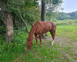 broodmare Sienna (Württemberger, 2006, from Sunny Day)