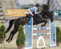 jumper Olando van den Heuvel (Belgian Warmblood, 2014, from L'Arc de Triomphe)