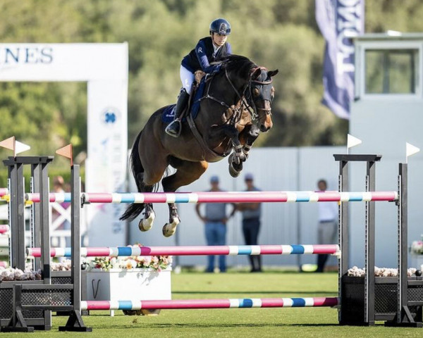 jumper Fellow (Dutch Warmblood, 2010, from Canturano I)