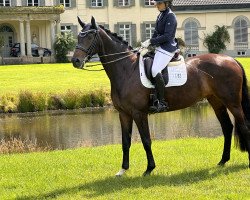 dressage horse Stella H 3 (Westphalian, 2014, from Sir Heinrich OLD)