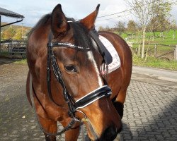 horse Falabella (Hanoverian, 2008, from Fürstenreich)