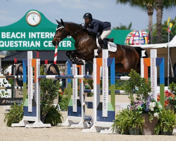 jumper Freiminka Hero (Belgian Warmblood, 2011, from Erco van het Roosakker)