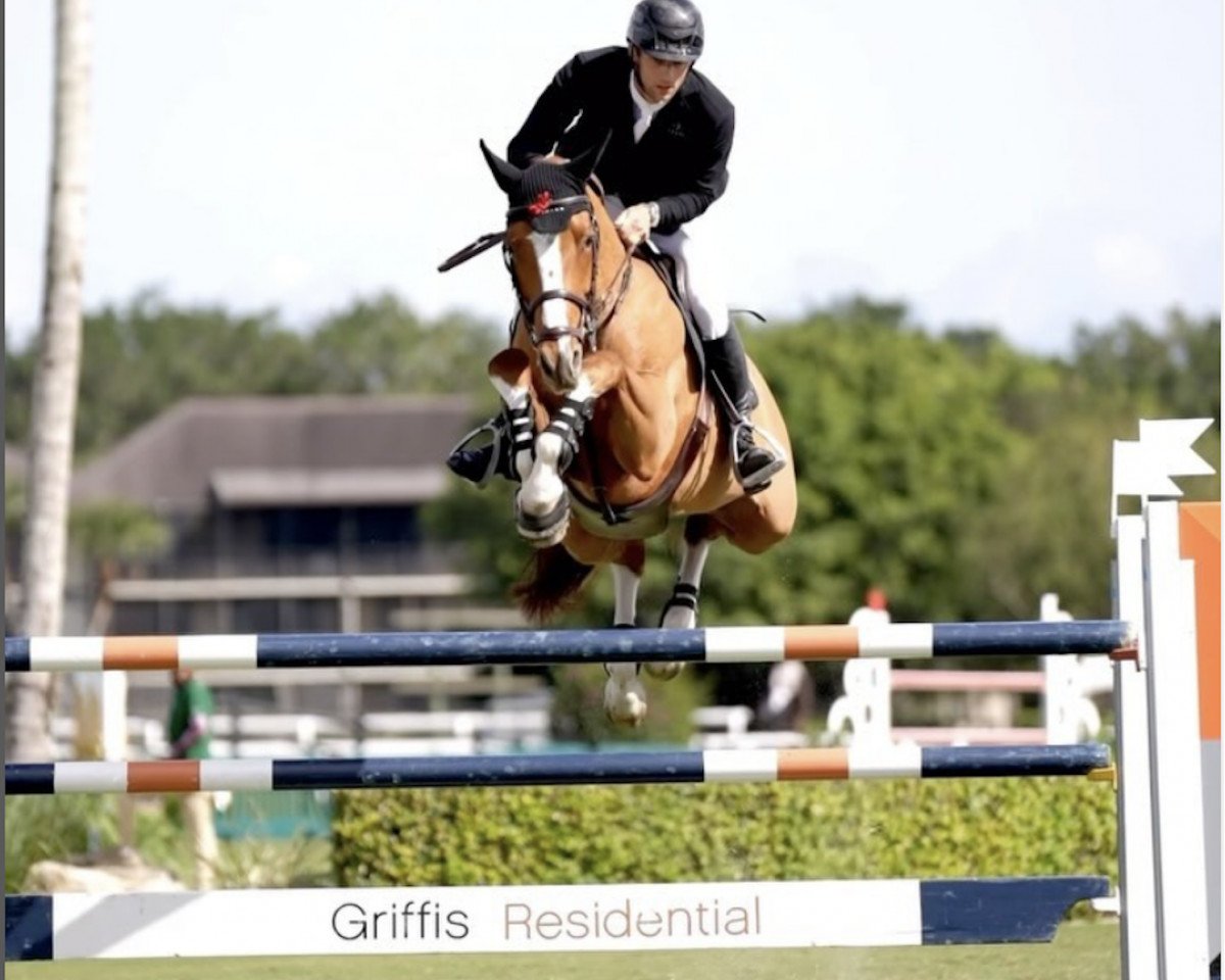 Springpferd Oo Seven de L'Equipe (Belgisches Warmblut, 2014, von Diamant de Semilly)