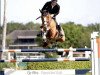 jumper Oo Seven de L'Equipe (Belgian Warmblood, 2014, from Diamant de Semilly)