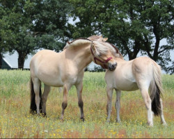 Pferd Primella (Fjordpferd, 2019, von Flurry 297)