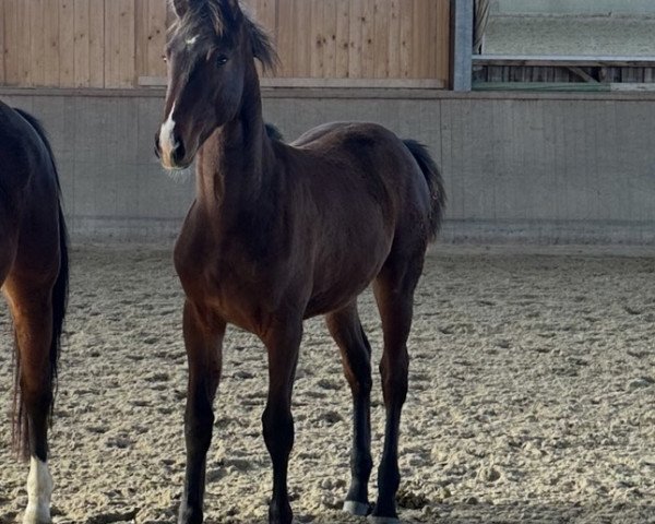 dressage horse Indiana Jones FH (Austrian Warmblood, 2023, from Indian Rock)