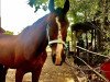 dressage horse Rasculeur- B (Hanoverian, 2006, from Rascalino)