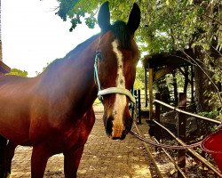 dressage horse Rasculeur- B (Hanoverian, 2006, from Rascalino)