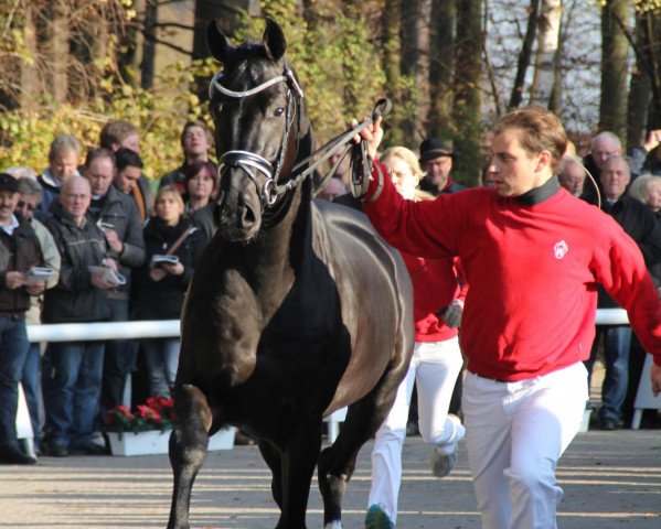 stallion Serafino 32 (Hanoverian, 2009, from San Remo)