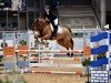 jumper Clyde 90 (Hanoverian, 2018, from Carridam)