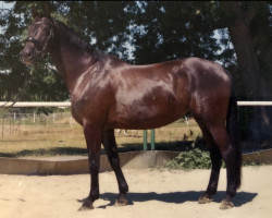 broodmare Donita (Rhinelander, 2003, from Dynast)