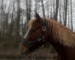 horse Sunflowers Welsh Jaromir (Welsh-Cob (Sek. D), 2000, from Menai JR Junior)