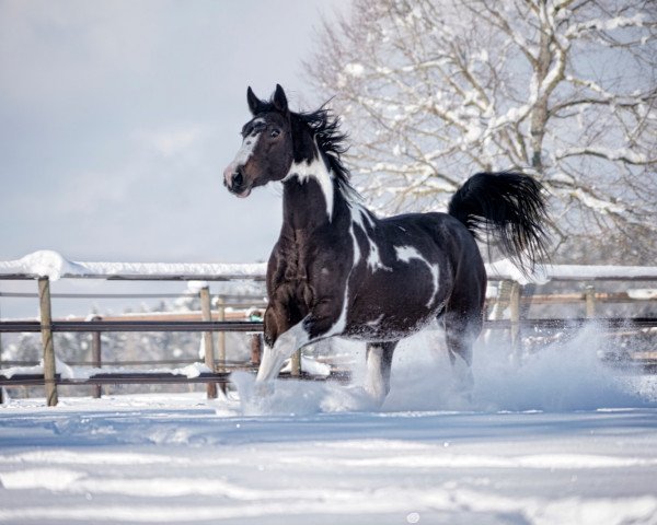 jumper Nebraska Fly (KWPN (Royal Dutch Sporthorse), 2018, from Utah van de Rock)