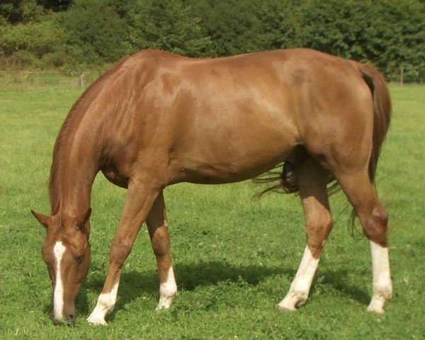 Pferd Acajou 38 (Hessisches Warmblut, 1995, von Aargau)