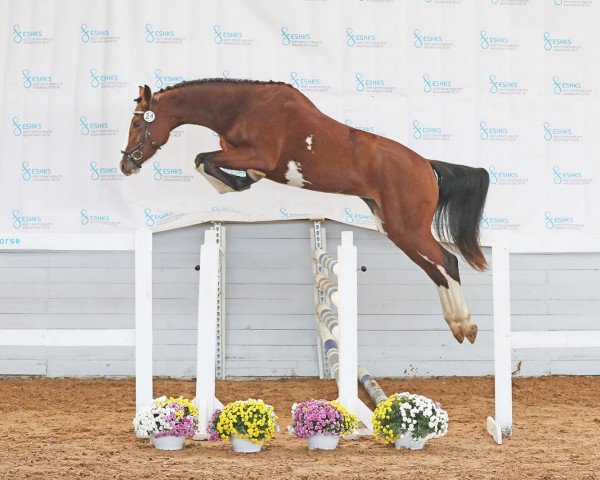 jumper Baggira H (German Sport Horse, 2020, from Baggio 17)