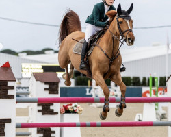 jumper The Duchess (Belgian Warmblood, 2015, from For Pleasure)