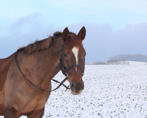 Pferd Tiara (Westfale, 2007, von Tuti Fruti AA)