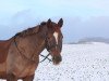 horse Tiara (Westphalian, 2007, from Tuti Fruti AA)