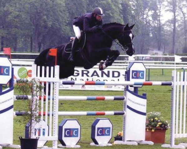 stallion Krescendo Corubert (Selle Français, 1998, from Allegreto)