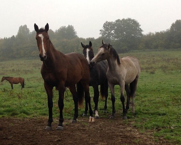 broodmare Elle Driver Corubert (Selle Français, 2014, from Viens Danser Corubert)