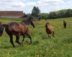 broodmare Rocdolly Corubert (Selle Français, 2005, from Johnny Boy II)