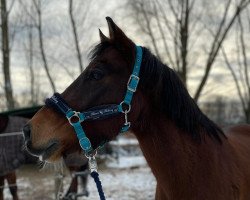 horse Sunflowers Welsh TamTam (Welsh-Cob (Sek. D), 2011, from Triumph)