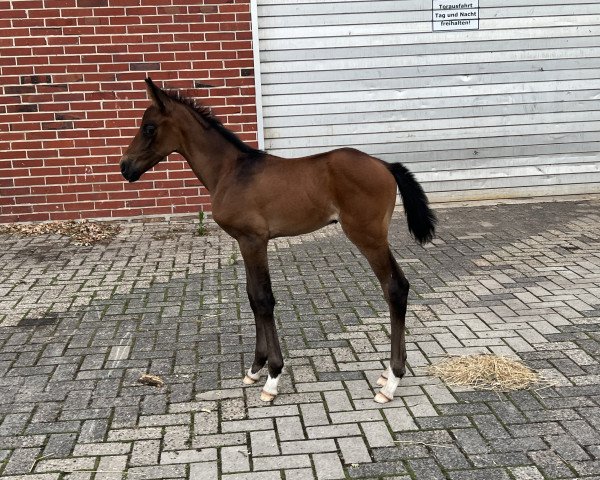 dressage horse Diamond’s Beauty (Hanoverian, 2023, from Diamond First)