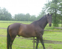 horse Padischah 21 (Trakehner, 1992, from Nouveau Roi xx)