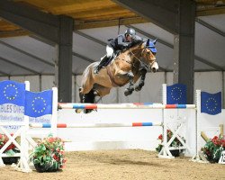 jumper Cancellara Z (Zangersheide riding horse, 2015, from VDL Groep Chester Z)