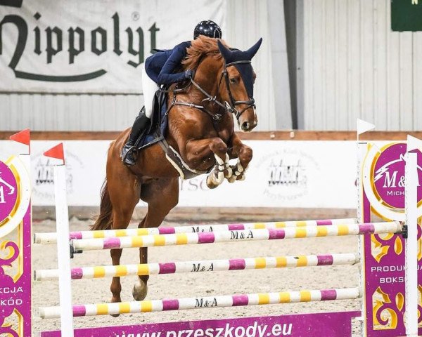 jumper Modesto (KWPN (Royal Dutch Sporthorse), 2017, from Zirocco Blue)