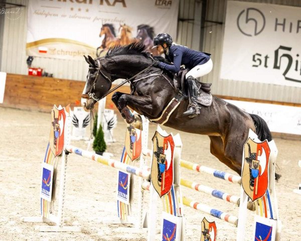 jumper Star America (Oldenburg show jumper, 2016, from Stakkato Gold)