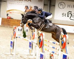 jumper Star America (Oldenburg show jumper, 2016, from Stakkato Gold)