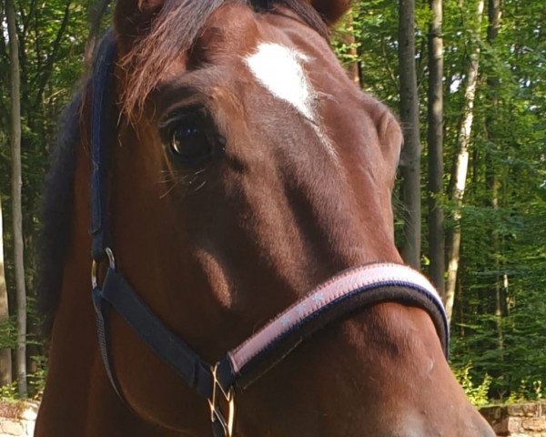 dressage horse Flying Colours (Westphalian, 2016, from Farbenspiel)