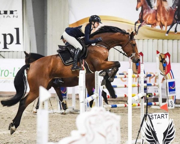 jumper Kaatje (KWPN (Royal Dutch Sporthorse), 2015, from Etoulon VDL)