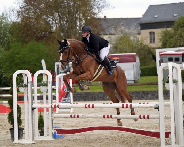 jumper Zalino W (German Sport Horse, 2016, from Birkhof's Zalando OLD)