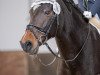 dressage horse Velvet (German Riding Pony, 2007, from Vivaldi)