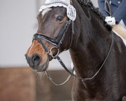 Dressurpferd Velvet (Deutsches Reitpony, 2007, von Vivaldi)