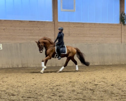 dressage horse Dom Pérignon s (Hanoverian, 2019, from Desperado)