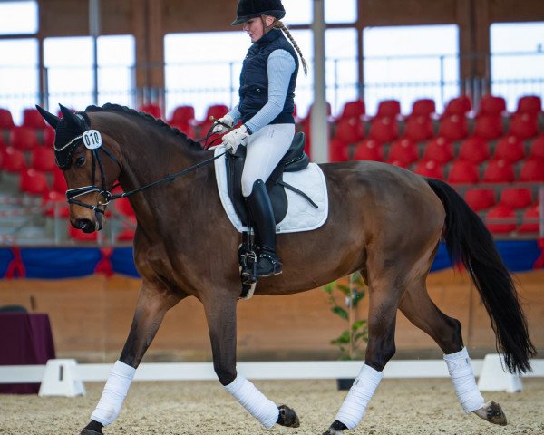 Springpferd Arion (Deutsches Reitpferd, 2014, von Good Line)