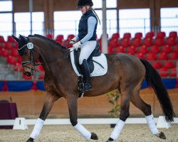 jumper Arion (German Warmblood, 2014, from Good Line)