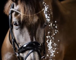 dressage horse About Me (German Riding Pony, 2017, from Adoro)