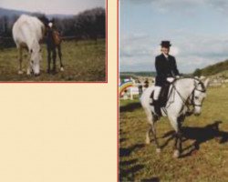 Pferd Giglbergs Jubilee (Welsh Pony (Sek.B), 1987, von Giglbergs Cappuccino)