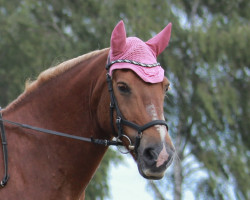 dressage horse Joschi 208 (Haflinger Mix, 2003)