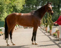 Springpferd Labambi (Westfale, 2015, von Larson)