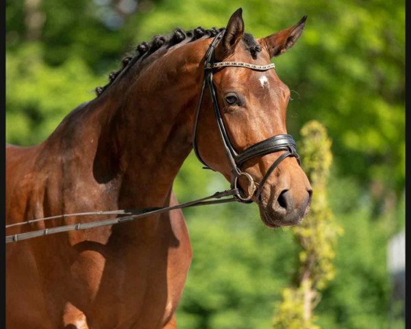 dressage horse Bella Barista (Westphalian, 2016, from Baccardi)